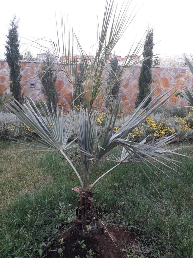 Palm Paradise Stobreč Екстериор снимка